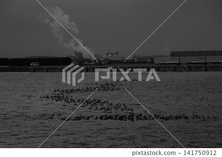 Seabirds gathering in the bay of an industrial area Seabirds gathering in the bay of an industrial area 141750912
