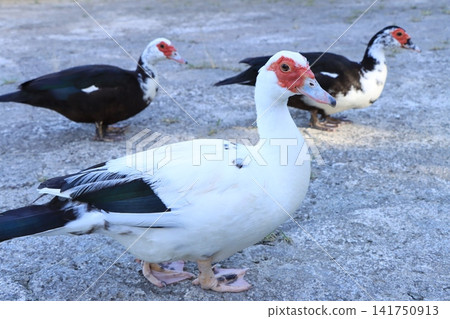 Muscovy duck walking on the road Muscovy duck walking on the road 141750913