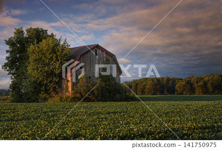Rustic barn landscape background with old wooden farm building in grassy field Rustic barn landscape background with old wooden farm building in grassy field 141750975