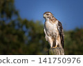 Hawk bird of prey perched on wooden fence post with blurred trees and sky background 141750976