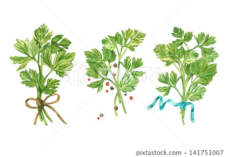 A set of compositions of twigs and leaves of parsley, herbs, black and red peppercorns. Everything is hand-painted in watercolor. A collection of culinary herbs for the design of organic products. 141751007