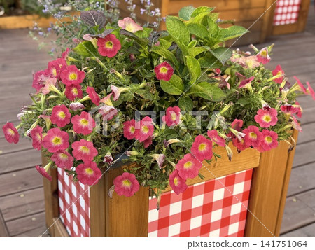Outdoor petunia planter with pink flowers and leafy greens on wooden deck background Outdoor petunia planter with pink flowers and leafy greens on wooden deck background 141751064