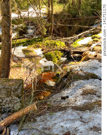 Forest Spring Meltwater Stream 141751170