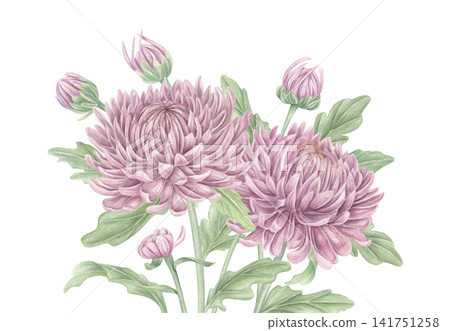 Purple chrysanthemum flowers with green leaves. Watercolor blooming garden plant illustration on isolated background. Floral classic symbol of autumn, joy, and longevity in Asian traditions. Purple chrysanthemum flowers with green leaves. Watercolor blooming garden plant illustration on isolated background. Floral classic symbol of autumn, joy, and longevity in Asian traditions. 141751258