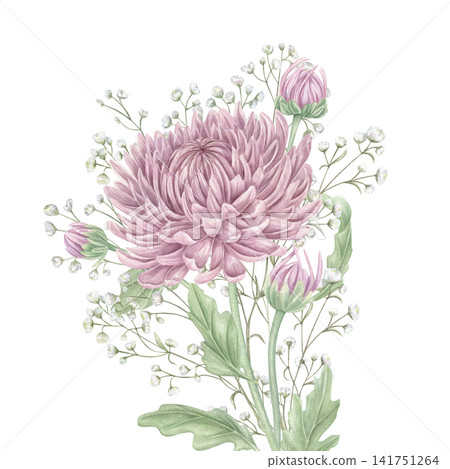 Pink chrysanthemum, white gypsophila bouquet. Watercolor flowers illustration. Floral composition for anniversary greeting cards, sympathy and condolence messages, spa and organic cosmetic design Pink chrysanthemum, white gypsophila bouquet. Watercolor flowers illustration. Floral composition for anniversary greeting cards, sympathy and condolence messages, spa and organic cosmetic design 141751264
