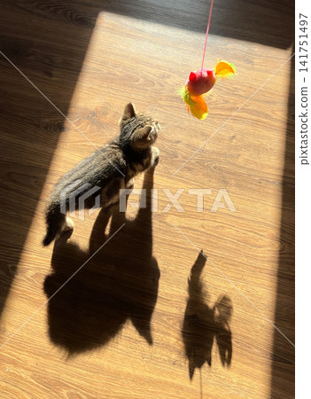 Playful Tabby Kitten Playing with Feather Toy in Sunlight Patch Indoors 141751497