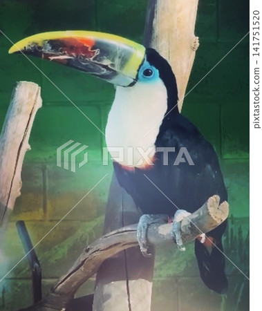 Colorful Toco Toucan Perched On Branch Colorful Toco Toucan Perched On Branch 141751520