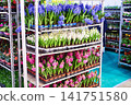 Hyacinths flowers in store 141751580