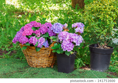 Pink blooming hydrangea in wicker basket on rustic garden patio. Ornamental plant, decorative flower Pink blooming hydrangea in wicker basket on rustic garden patio. Ornamental plant, decorative flower 141751600