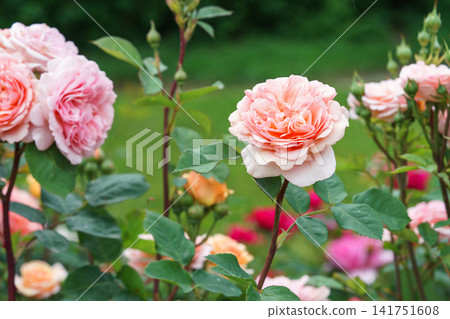 Close up branch of pink rose flower blooming in garden with green leaves and natural background 141751608