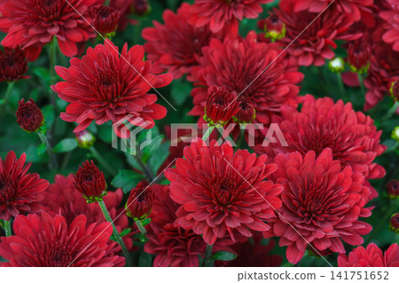 Red decorative chrysanthemum morifolium, garden mum flowers blooming in garden, floral background Red decorative chrysanthemum morifolium, garden mum flowers blooming in garden, floral background 141751652