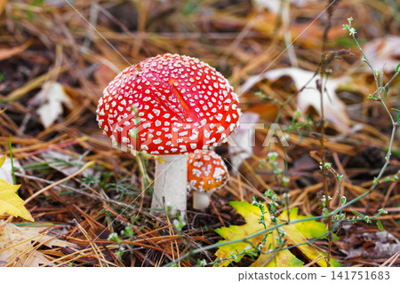 Red fly agaric mushroom or amanita muscaria, poisonous mushroom growing in autumn forest Red fly agaric mushroom or amanita muscaria, poisonous mushroom growing in autumn forest 141751683