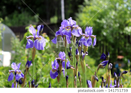 Blue iris flowers with buds in a flowerbed on a sunny summer day Blue iris flowers with buds in a flowerbed on a sunny summer day 141751739