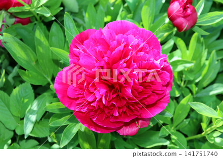 Pink peony on a sunny summer day in the garden Pink peony on a sunny summer day in the garden 141751740