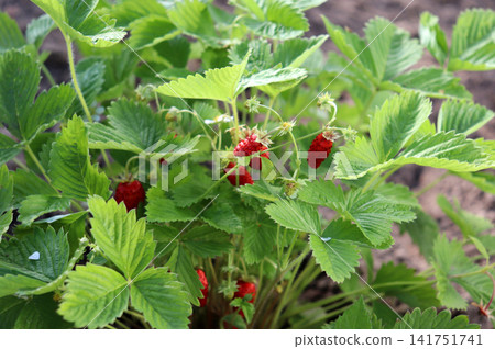 Red wild strawberries on a sunny summer day in a garden Red wild strawberries on a sunny summer day in a garden 141751741