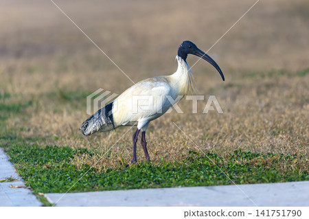 A White Ibis Bin Chicken foraging for food on a grassy field A White Ibis Bin Chicken foraging for food on a grassy field 141751790