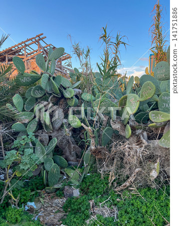 Large Opuntia prickly pear cactus covered with names and words carved into its leaves by tourists outdoors under a clear blue sky. Ideal for environmental issues, tourism damage, nature vandalism Large Opuntia prickly pear cactus covered with names and words carved into its leaves by tourists outdoors under a clear blue sky. Ideal for environmental issues, tourism damage, nature vandalism 141751886