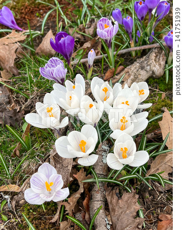 White and purple crocuses on the ground in early spring. White and purple crocuses on the ground in early spring. 141751939
