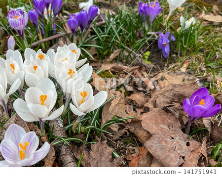 White and purple crocuses on the ground in early spring. White and purple crocuses on the ground in early spring. 141751941