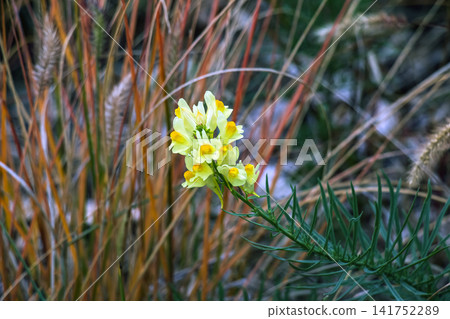 Common Toadflax Flowers Blooming in Autumn Common Toadflax Flowers Blooming in Autumn 141752289