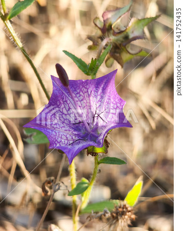 Wild Campanula Flower in Bloom. Wild Campanula Flower in Bloom. 141752435