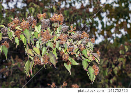 Abundant Bristly Fruits on Autumn Beautybush 141752723