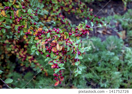 Spreading Cotoneaster Branch with Red Berries and Autumn Leaves Spreading Cotoneaster Branch with Red Berries and Autumn Leaves 141752726