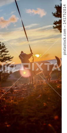Chihuahua enjoys walk on a path at sunset with beautiful sky and trees Chihuahua enjoys walk on a path at sunset with beautiful sky and trees 141752814