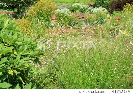 池田町香草中心的夏天:花卉與香草園 池田町香草中心的夏天:花卉與香草園 141752959