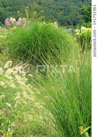 Summer at Ikeda Town Herb Center: Flower and Herb Garden Summer at Ikeda Town Herb Center: Flower and Herb Garden 141752961
