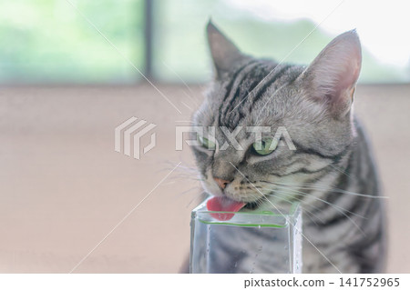一隻美國短毛貓正在用玻璃杯喝水。 一隻美國短毛貓正在用玻璃杯喝水。 141752965