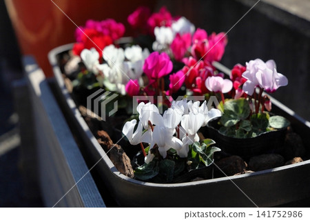早春清新怡人的仙客來花 早春清新怡人的仙客來花 141752986