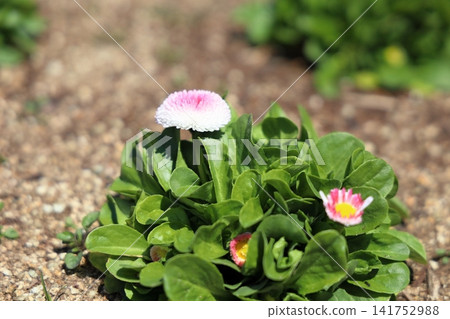 可愛的雛菊花 可愛的雛菊花 141752988