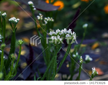 White Sea Lavender Flowers and Unopened Buds White Sea Lavender Flowers and Unopened Buds 141753026