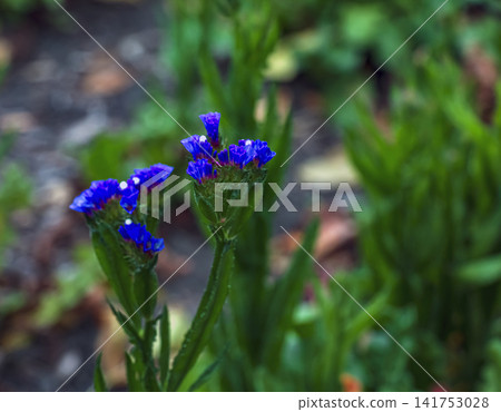 Blue Statice Flower Clusters on Winged Green Stems Blue Statice Flower Clusters on Winged Green Stems 141753028