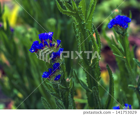 Vivid Blue Sea Lavender Flowers in Autumn Garden Vivid Blue Sea Lavender Flowers in Autumn Garden 141753029
