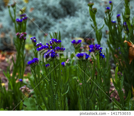 Dense Group of Blue Sea Lavender in Flower Dense Group of Blue Sea Lavender in Flower 141753033