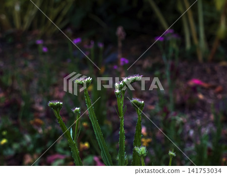 Pale Statice Buds Emerging on Slender Green Stems Pale Statice Buds Emerging on Slender Green Stems 141753034