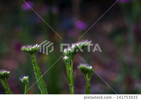 Delicate Pale Statice Flower Heads in Shallow Focus 141753035