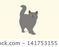 British Shorthair cat vector ilustration. A gray cat with orange eyes is walking 141753155