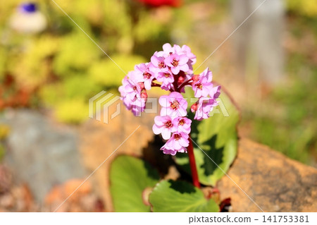 Cute Himalayan saxifrage flowers Cute Himalayan saxifrage flowers 141753381