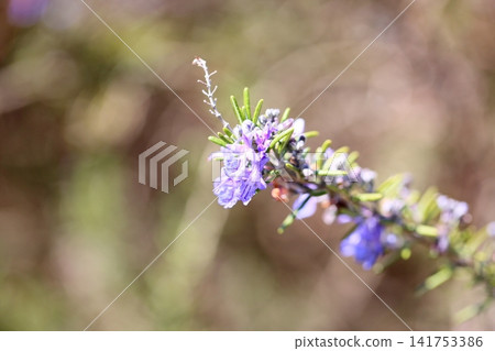 Refreshing rosemary flower Refreshing rosemary flower 141753386