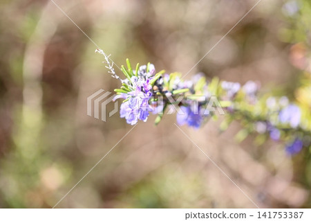 清爽的迷迭香花 清爽的迷迭香花 141753387