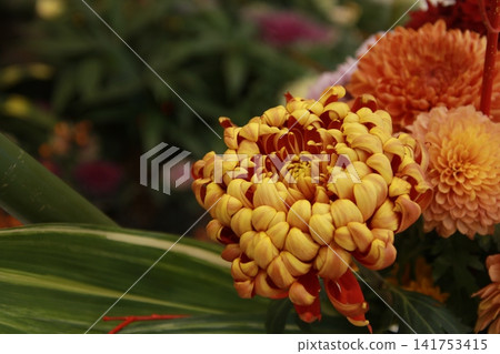 菊花花束 4 菊花花束 4 141753415