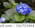 藍色繡球花 141753464