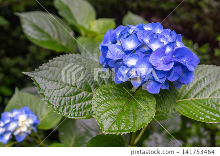 Blue hydrangea Blue hydrangea 141753464