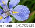 藍色的花 141753485