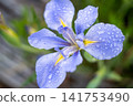藍色的花 141753490