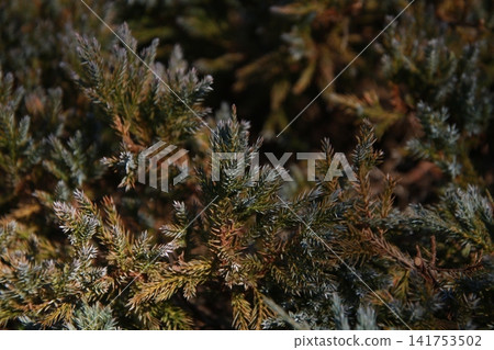 Niitaka Juniper Blue Carpet 3 Niitaka Juniper Blue Carpet 3 141753502