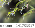 雨淋濕了 141753517